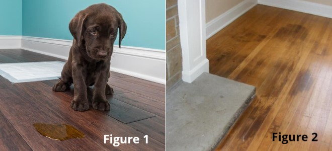 puppy on wood floor with pet stain