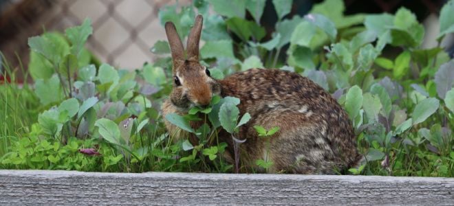 rabbit eating leaves in garden