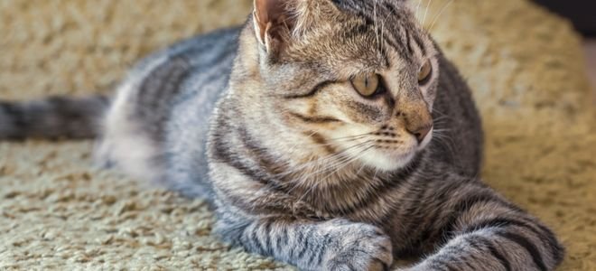 cat on carpet