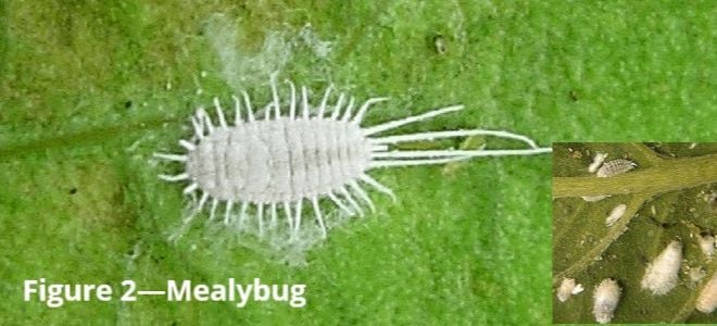 mealybug on leaf