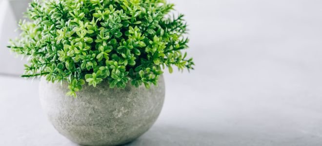 plant in stone pot