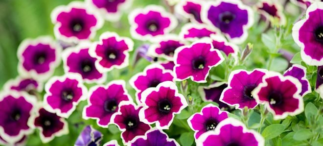 beautiful purple petunias with white fringe