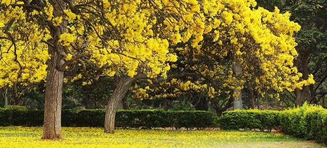 flowering witch hazel tree