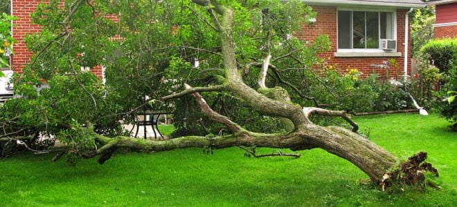 fallen tree in grassy yard