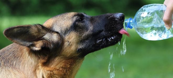 a dog drinks water from a bottle