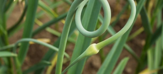 curled garlic scape growing in the ground