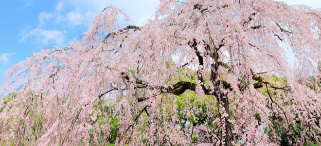 cherry blossom animals and pests