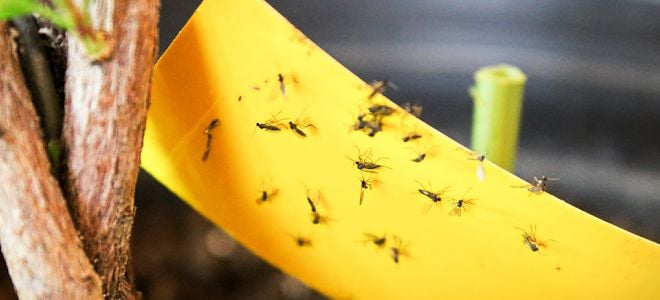 fungus gnats trapped on yellow tape