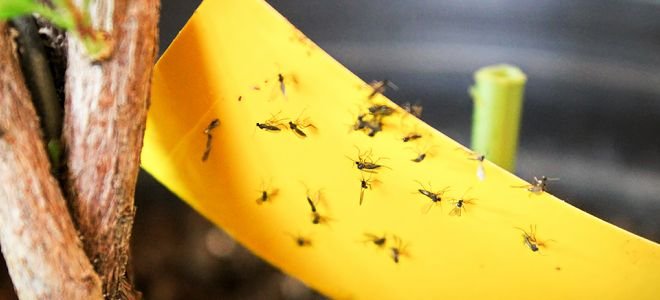 fungus gnats trapped on yellow tape