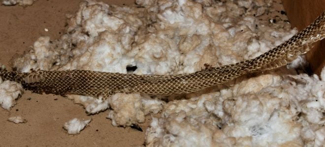 snake skin in insulation