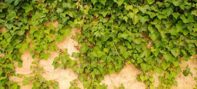 large ivy leaves growing on stone wall