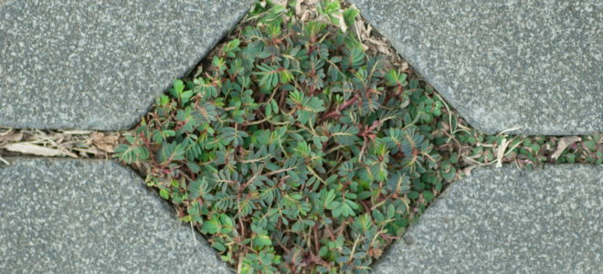 paver with plants growing in it