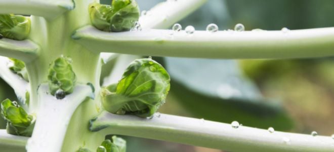 Brussels sprouts growing in a garden