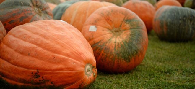 large pumpkins in a field