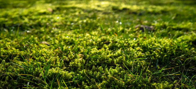 Close up image of moss and grass.