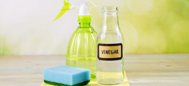vinegar near spray bottle and sponge