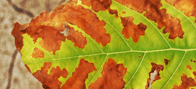 leaf with brown spots