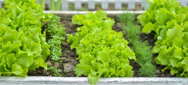 green lettuce growing in a vegetable garden