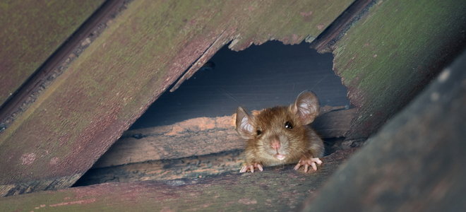 rodent peeking through hole in attic
