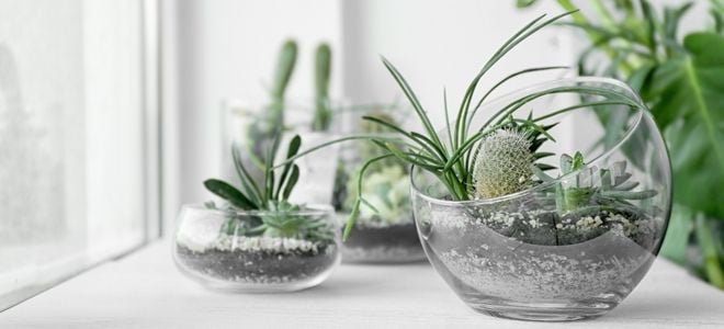 small curved glass terrariums with green plants