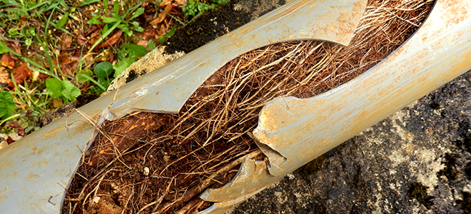 A cracked drain pipe filled with roots