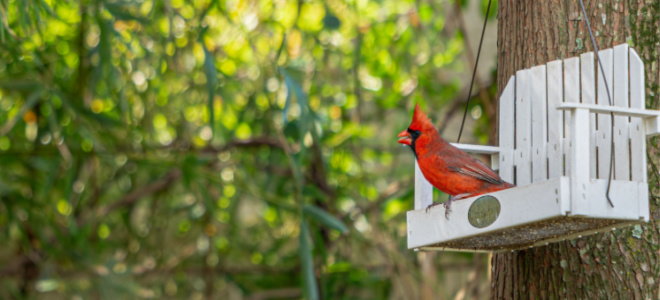 cardinal on bird house swing