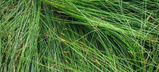 long sedge grass