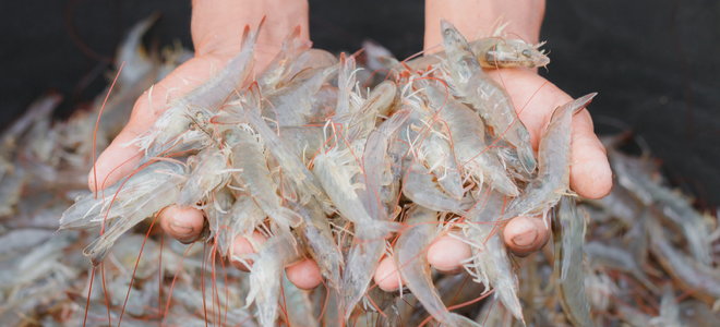 hands holding shrimp