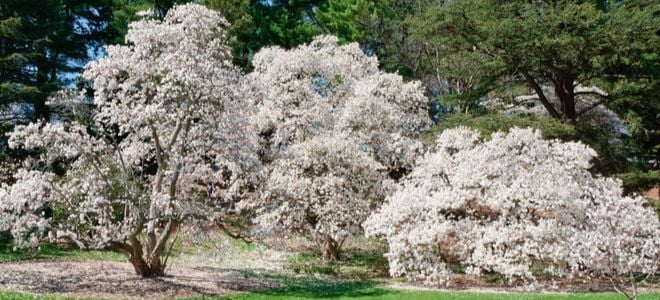 three beautiful magnolia trees covered in white blossoms