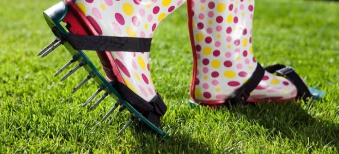 colorful boots with aeration spikes on lawn