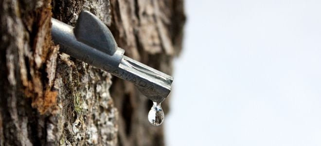 a sap spile tapper in a tree