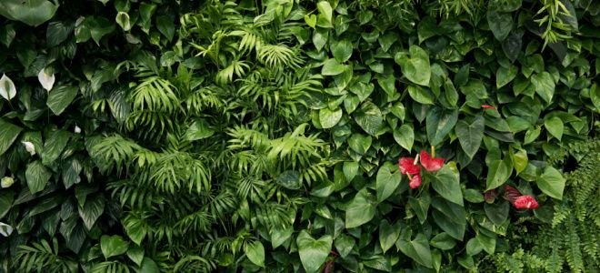 plants in plant wall