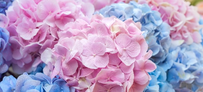 pink and blue hydrangea blossoms
