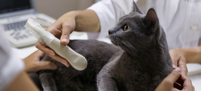 hand holding a sonogram machine up to a cat