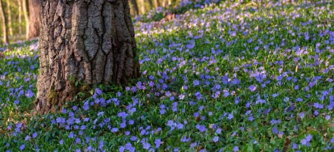 purple flowers spreading in forest ground