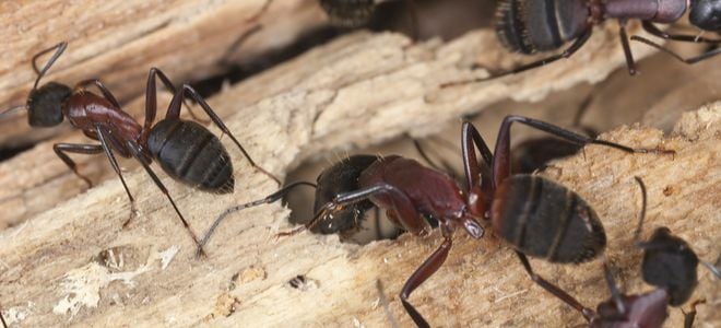 carpenter ants in rotten wood with holes