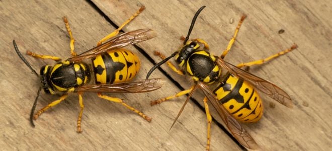 two yellow jacket hornets