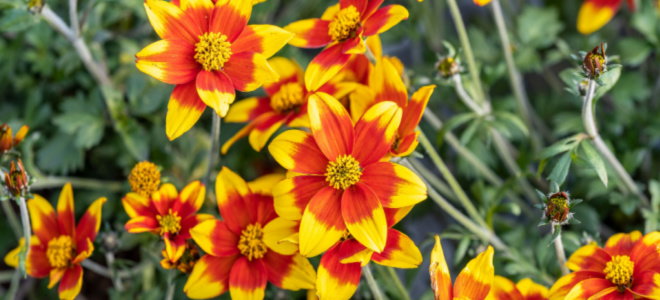 beautiful yellow and red tickseed flowers
