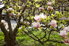 A magnolia tree.
