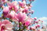 Pink magnolias in bloom