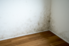 mold on the corner of a room