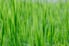 broad leaf green grass in healthy lawn