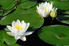 White Water-Lilies