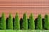 Several well-trimmed arborvitae sit in a row against a building.