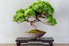 Beautiful small bonsai tree against gray wall