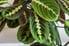 maranta prayer plant with green leaves that have large red lines
