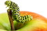 A caterpillar crawls on an apple.