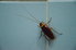 Cockroach climbing up a blue wall