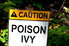 A poison ivy warning sign