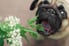 small dog with mouth open under plant
